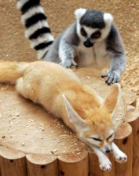 Lemur and fennec