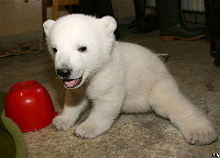 Knut the baby polar bear.