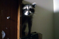 Kefan's raccoon guest.