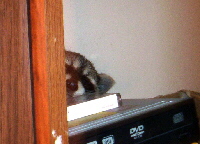 Kefan's raccoon guest.