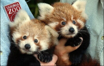 Baby red pandas.