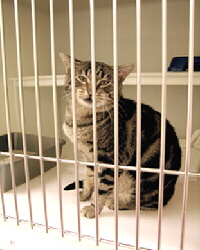 Cat in a cage.  Isn't this a sad picture?