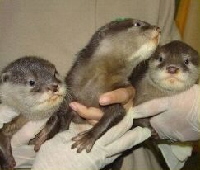 Baby otters