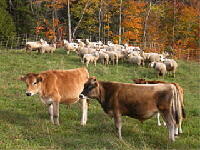 Sheep and cows.