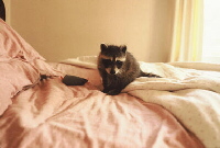 Raccoon in bed.