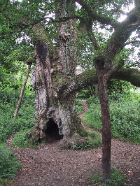 Ancient Oak.