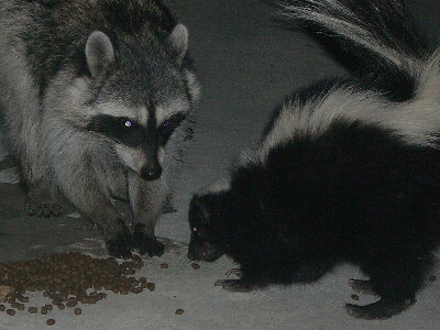 Raccoon and skunk.