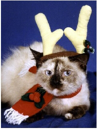 A reindeer cat.