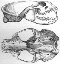 Otter skull and teeth.