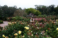 Rose Garden at Leu Gardens in Orlando, Florida.
