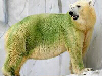 Irish Polar Bear.