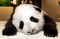 Baby panda.