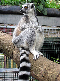 A lemur reciting poetry.
